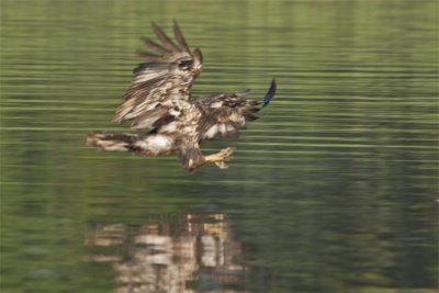 Juvenile Eagle positions for a fish catch