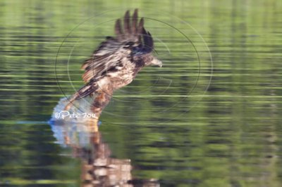 Juvenile eagle snags a fish in the James River