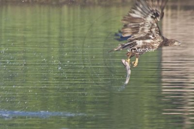 Juvenile eagle with a fresh catch