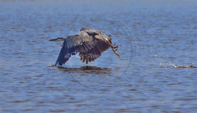 Great Blue Heron on the James River