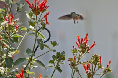 HUMMER BUTT