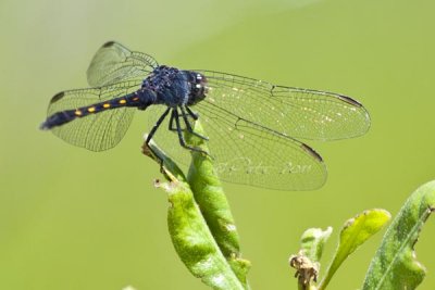 BLUE DRAGONFLY