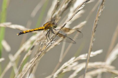 YELLOW DRAGONFLY