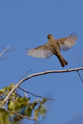 Brown bird chase irridescent blue bird off branch