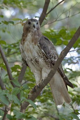 RED TAIL HAWK