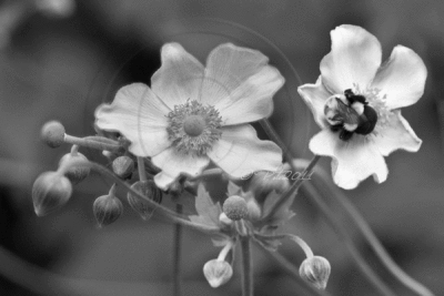 BEE & FLOWERS AFTER THE STORM