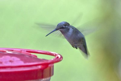 BARELY VISIBLE WINGS