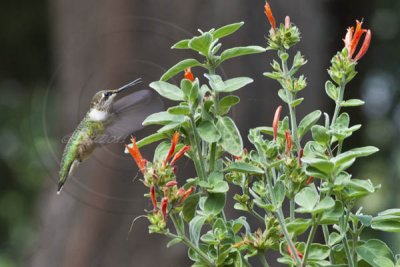 HUMMER & HUMMINGBIRD SAGE