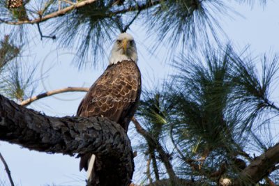 RESIDENT MALE EAGLE