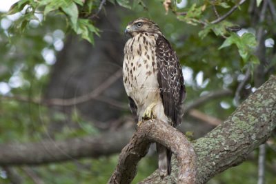 RED SHOULDER HAWK