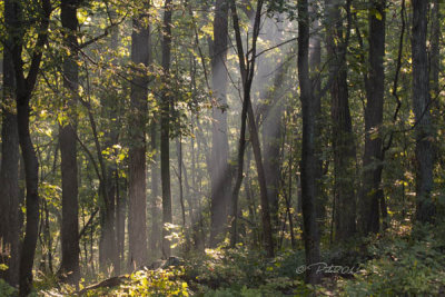 VIRGINIA BLUE RIDGE MTN MORNING SUN