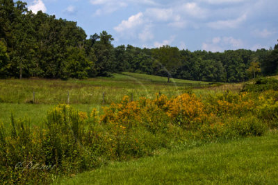 Meadow in the Shenandoah Valley