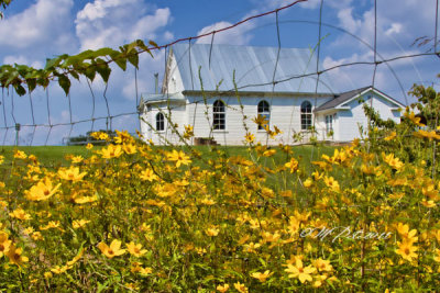 YELLOW MEADOW AND COUNTRY CHURCH