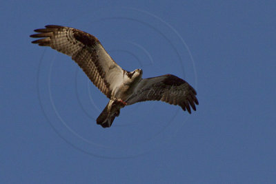 OSPREY