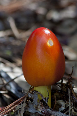 RED SHROOM