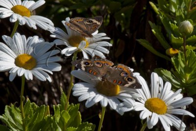 TWO BUCKEYES ON DAISIES