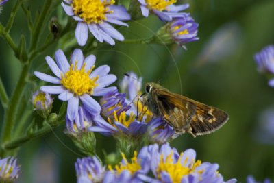 TINY SKIPPER BUTTERFLY ON PURPLE DAISIES