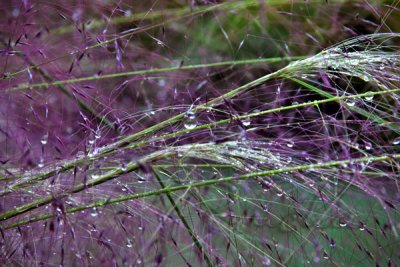 FEATHER GRASS