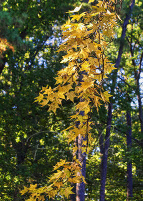 CASCADING YELLOW MAPLE LEAVES