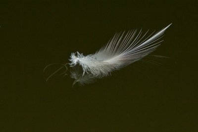 GREAT BLUE HERON FEATHER FLOATING ON WATER