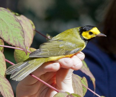 MALE HOODED WARBLER