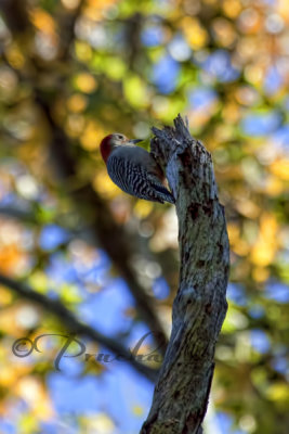 A RED-BELLIED WOODPECKER