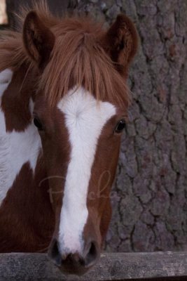 CHINCOTEAGUE PONY FOAL