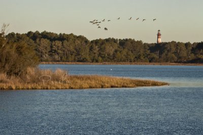 GEESE & ASSATEAGUE LIGHTHOUSE