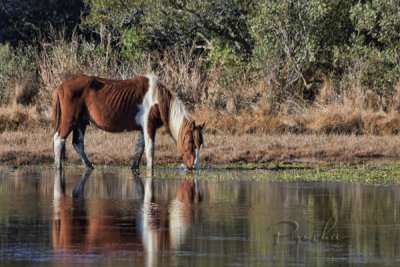 PONY SEEMS TO BE EATING SEAWEED