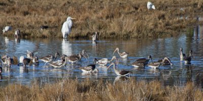 JUVENILE IBISES AND EGRET