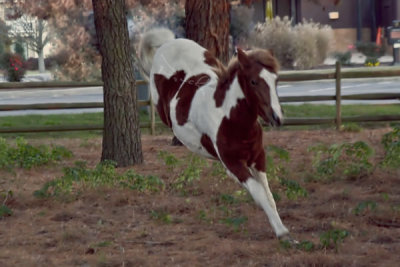 A FOAL FROLICKS AND KICKS IN A CORRAL