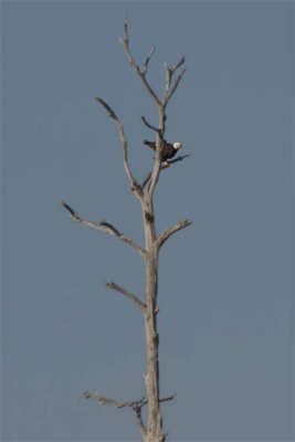 EAGLE AT MACKAY ISLAND