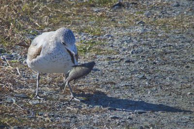 SEAGULL & FISH DANCING