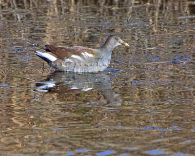 COMMON JUVENILE MOORHEN