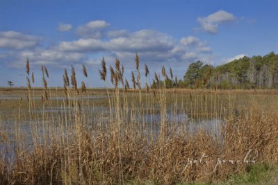 MACKAY ISLAND NWR