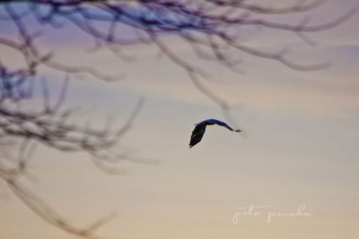 JUVENILE EAGLE IN SUNSET