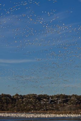 MIGRATING SNOW GEESE LANDING EN MASSE IN LAGOON