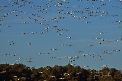 SNOW GEESE WITH LANDING GEAR DOWN