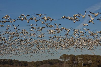 SNOW GEESE COMIN' RIGHT ATCHA