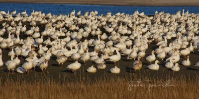 SLEEPY GEESE