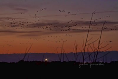 DUSK AT ASSATEAGUE LIGHTHOUSE WITH SNOW GEESE