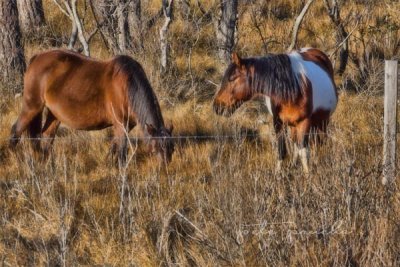 WILD PONIES