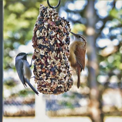 CAROLINA WREN & CHICKADEE SHARE NEW YEAR'S EVE TREAT