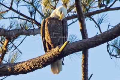 RESIDENT MALE EAGLE