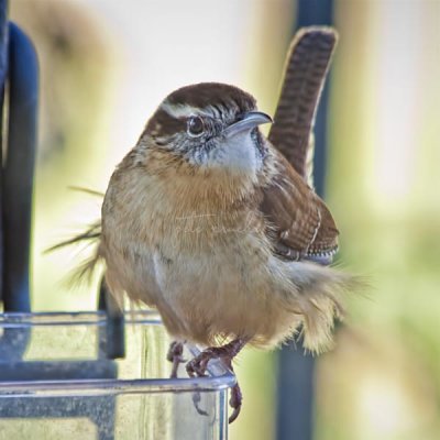 COLD CAROLINA WREN