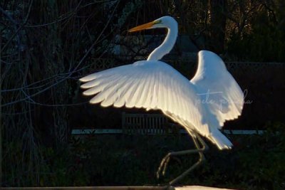 DANCING EGRET