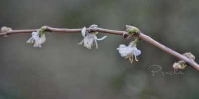 FRUIT LOOP FLOWER