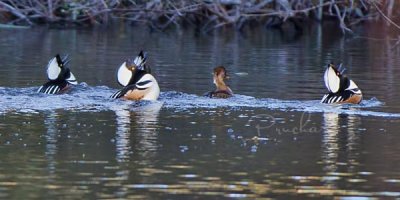 COURTING MERGANSERS