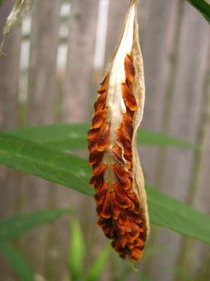 BUTRFLY-WEED POD