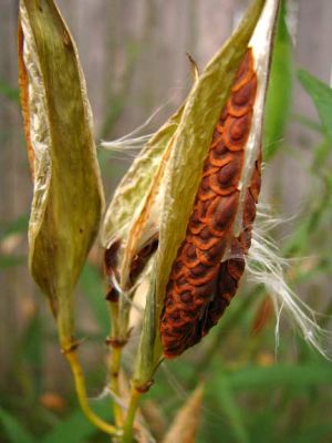 BUTRFLY WEED POD